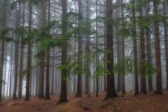 DSCF5615-2
