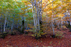 DSCF5667