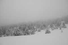 DSCF6241